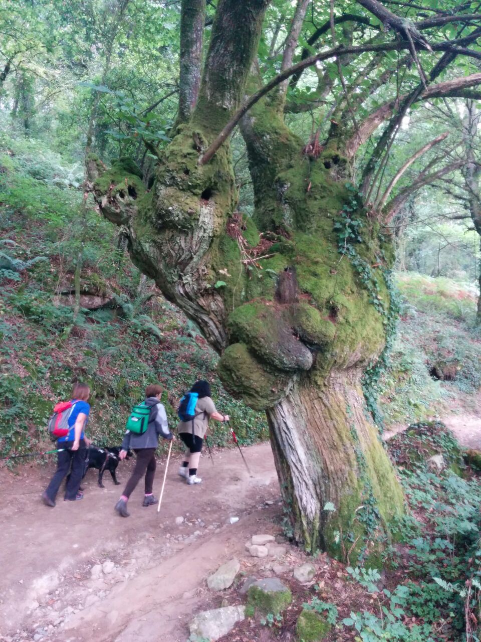Tras pasar el puente de Sarria, la primera subida fuerte hacia Portomarín