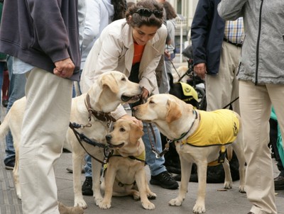 Un grupo de usuarios madrileños, con sus perros guía, se saludan al iniciar el paseo por el centro de la capital