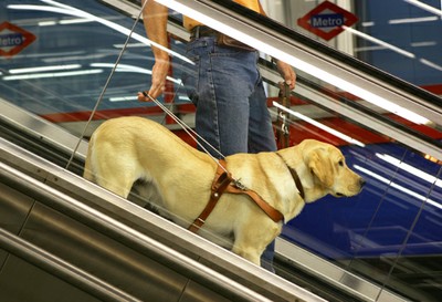 Un perro guía, junto a su usuario, en las escaleras del Metro de Madrid