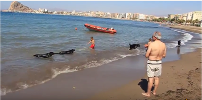 Varios de los perros, durante su chapuzón inaugural en Las Delicias