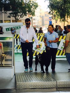 Una persona provista de un antifaz opaco realiza el recorrido del circuito auxiliada por un perro guía