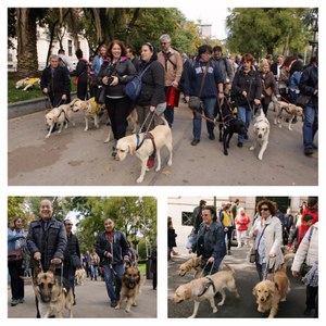 Collage de imágenes de los perros con sus usuarios durante el paseo por Madrid
