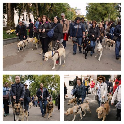 Collage de imágenes de los perros con sus usuarios durante el paseo por Madrid
