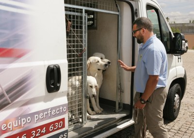 Un grupo de perros llega a las instalaciones de la FOPG transportado por una furgoneta