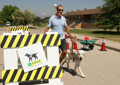 Un instructor prepara a uno de los perros a manejarse entre calles y obstáculos