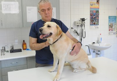 Uno de los perros en formación en el servicio de veterinaria de la Escuela de la FOPG