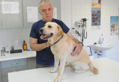 Uno de los perros en formación en el servicio de veterinaria de la Escuela de la FOPG