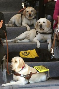 Perros guía en el cine