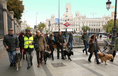 La comitiva de usuarios con sus perros guía pasea por la céntrica plaza de Cibeles de Madrid
