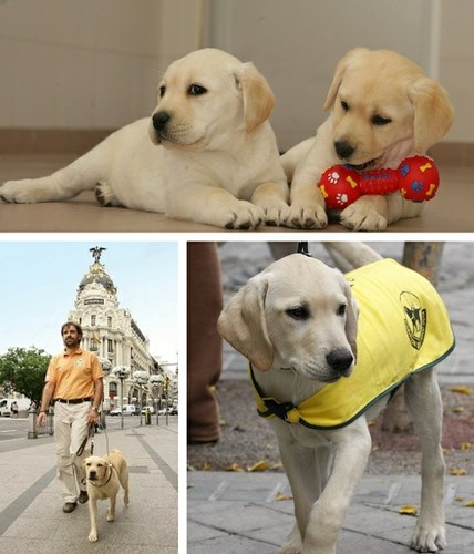 Collage de imágenes de perros guía de la FOPG