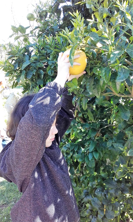 Una pequeña afiliada tocando una naranja en el árbol