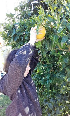 Una pequeña afiliada tocando una naranja en el árbol