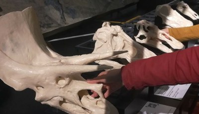 Estación táctil del museo para personas con discapacidad visual compuesta por réplicas de cráneos de dinosaurios realizados con impresión 3D