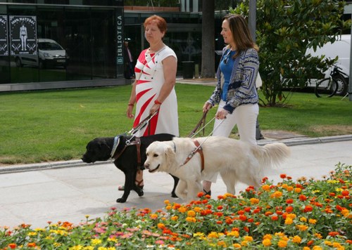 Usuarias de perro guía transitando por la calle