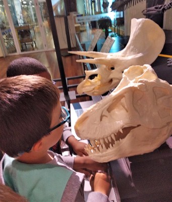 Los alumnos tocan los cráneos de distintos dinosaurios expuestos en la estación táctil del Museo