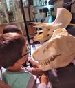 Los alumnos tocan los cráneos de distintos dinosaurios expuestos en la estación táctil del Museo