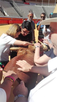 Con una maqueta a tamaño real de un astado