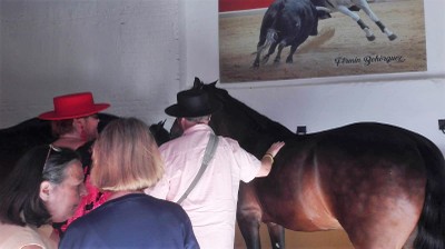 Tocando los caballos en las caballerizas
