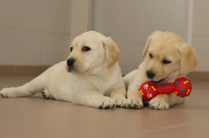 Cachorros de la FOPG, futuros perros guía