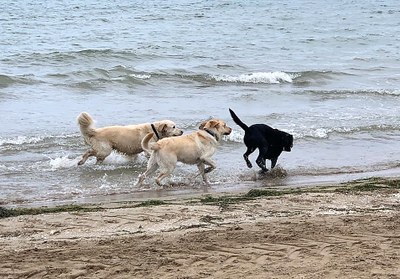 Un grupo de perros juega corriendo en la playa de Balsa de Arena