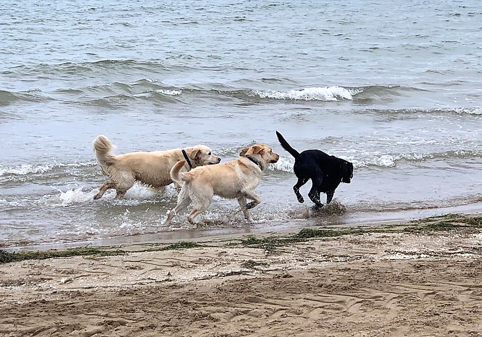 Un grupo de perros juega corriendo en la playa de Balsa de Arena