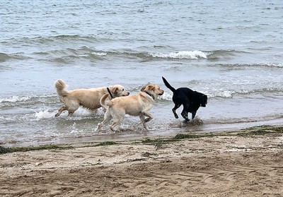 Un grupo de perros juega corriendo en la playa de Balsa de Arena