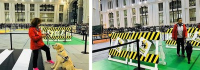 Collage de la exhibición de la FOPG en el Palacio de Cibeles