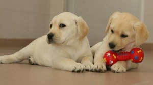 Dos cachoros de perro guía