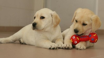 Dos cachoros de perro guía