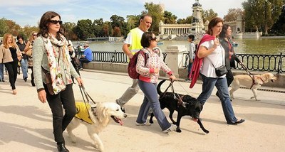 Un grupo de personas ciegas pasea por el parque de El Retiro de Madrid, tres de ellas acompañadas por otros tantos perros guía
