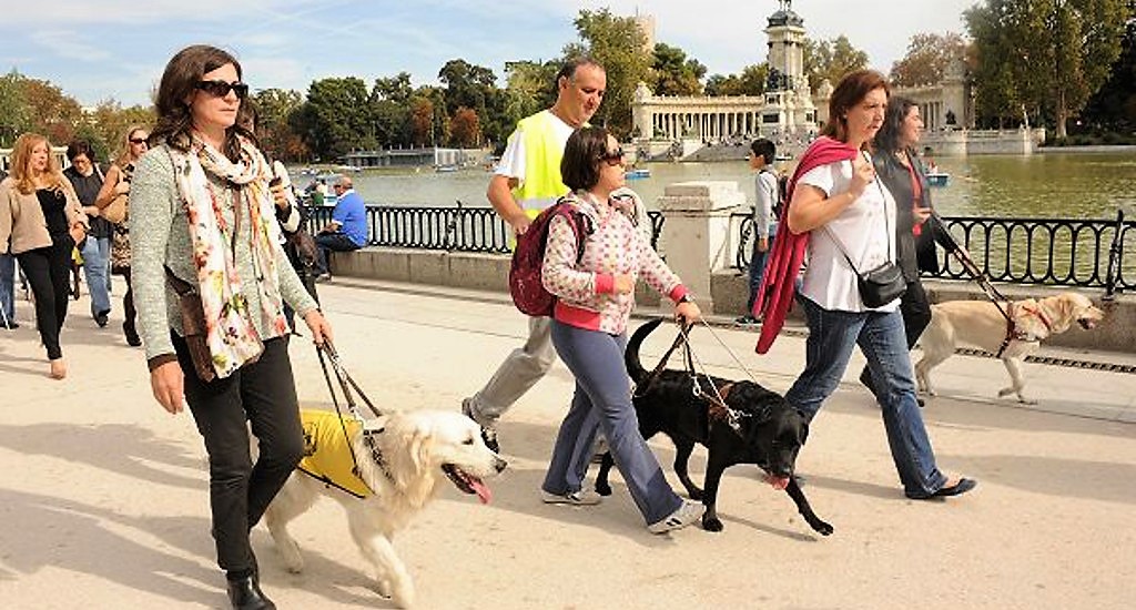Un grupo de personas ciegas pasea por el parque de El Retiro de Madrid, tres de ellas acompañadas por otros tantos perros guía