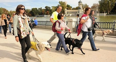 Un grupo de personas ciegas pasea por el parque de El Retiro de Madrid, tres de ellas acompañadas por otros tantos perros guía