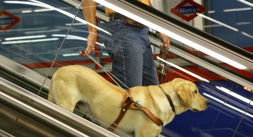 Usuario y perro guía en una escalera mecánica del metro de Madrid