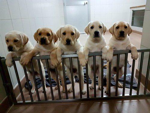 Camada de cachorros de perro guía de la FOPG