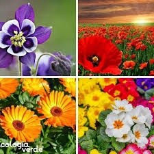 Imágenes de varias flores diferentes
