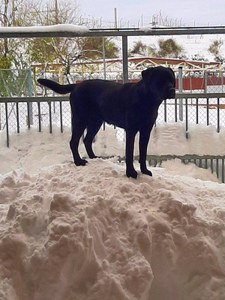 Perro de la Escuela de la FOPG sobre un montículo de nieve