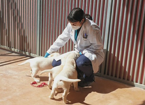 Cachorros de perros guía con una de las cuidadoras de la escuela de la FOPG