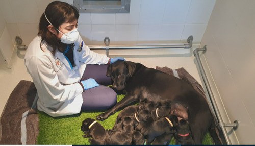 Otra cuidadora de la FOPG cuidando de una nueva camada de cachorros de futuros perros guía