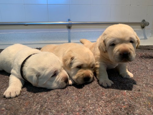 Nuevos cachorritos de la FOPG