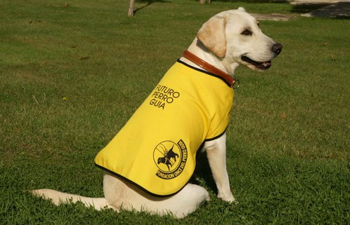 Futuro perro guía