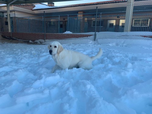 Un perro de la FOPG rodeado por la nieve provocada por Filomena
