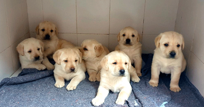 Camada de cachorros de la FOPG