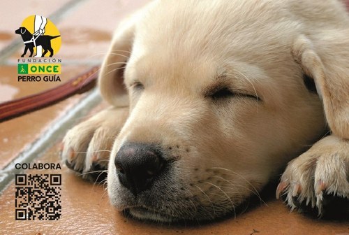 Cachorro de perro guía con el logo de la FOPG para la campaña COLABORA