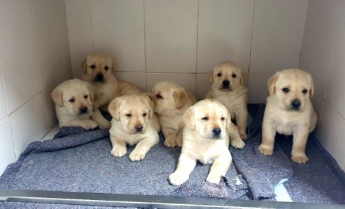 Camada de cachorros de la FOPG