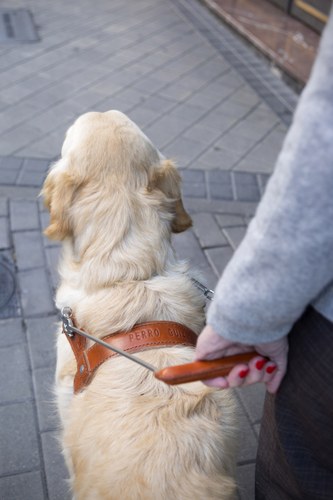 Un perro guía caminando junto a su usuaria
