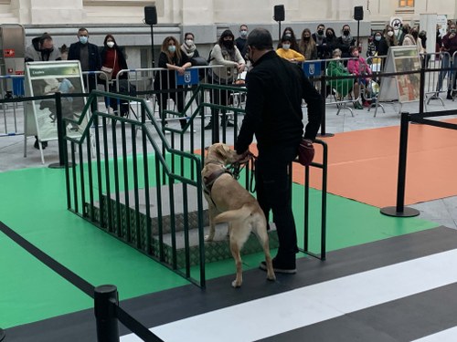 Uno de los perros guía realizando la demostración