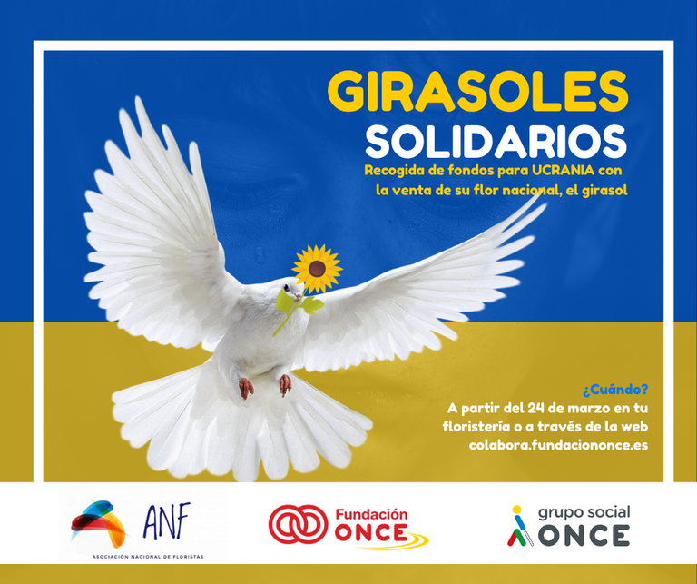 Diapositiva de la campaña girasoles solidarios