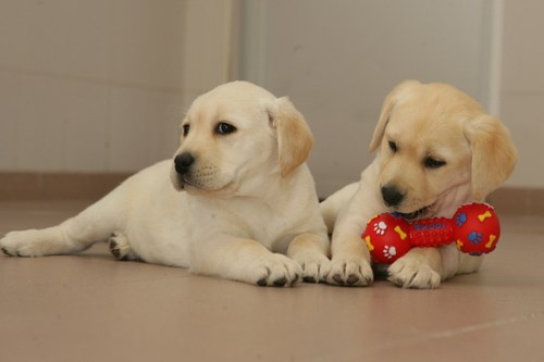 Cachorros futuros perros guía