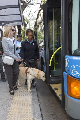 Perro guía accediendo a un autobús