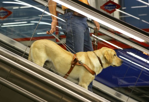 Perro guía en las escaleras del metro